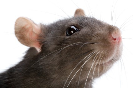 stinking rat